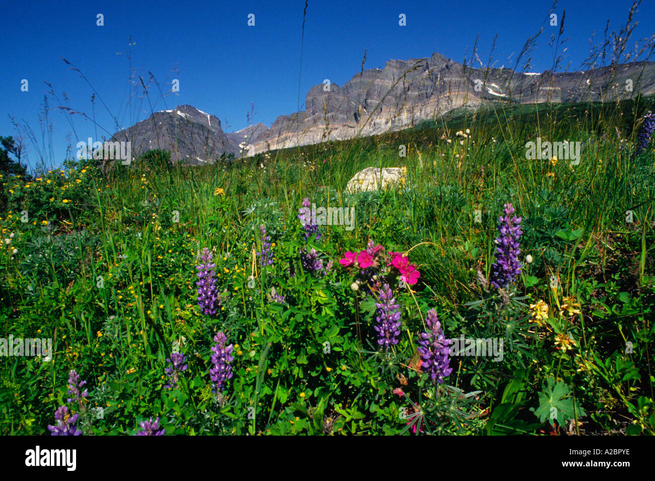USA Montana Glacier National Park Mountain and Wildflowers American ...