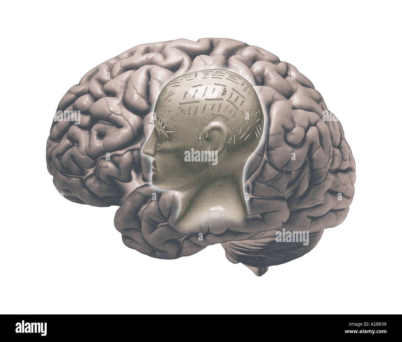 MODEL OF HUMAN BRAIN AND PHRENOLOGY HEAD ON WHITE BACKGROUND Stock Photo