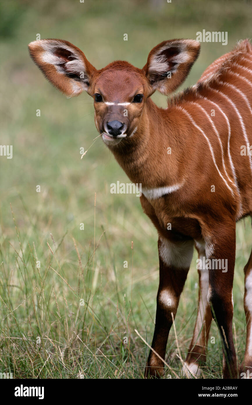 BONGO Tragelaphus eurycerus Native to West Africa Stock Photo - Alamy