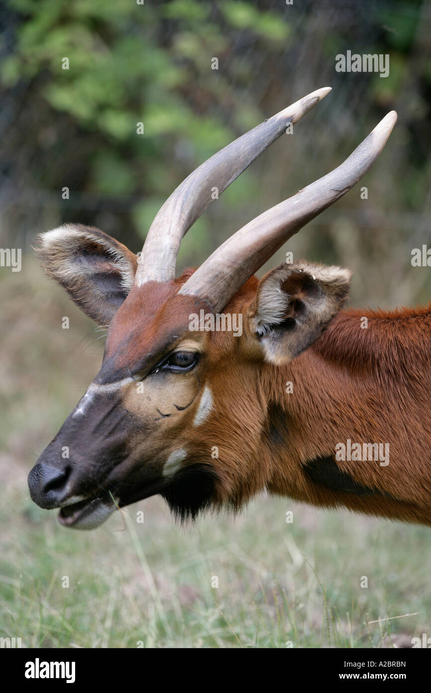 BONGO Tragelaphus eurycerus Native to West Africa Stock Photo - Alamy