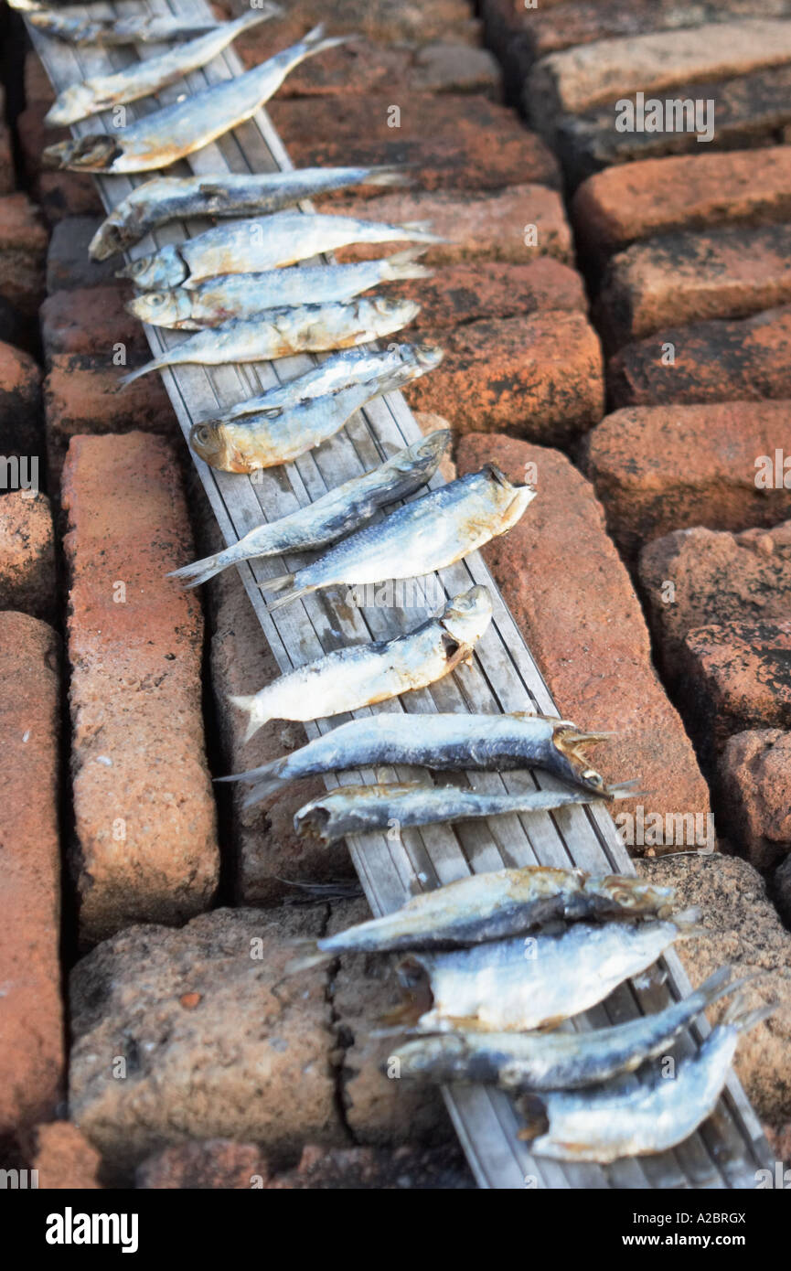 Fish Drying On Bricks Stock Photo