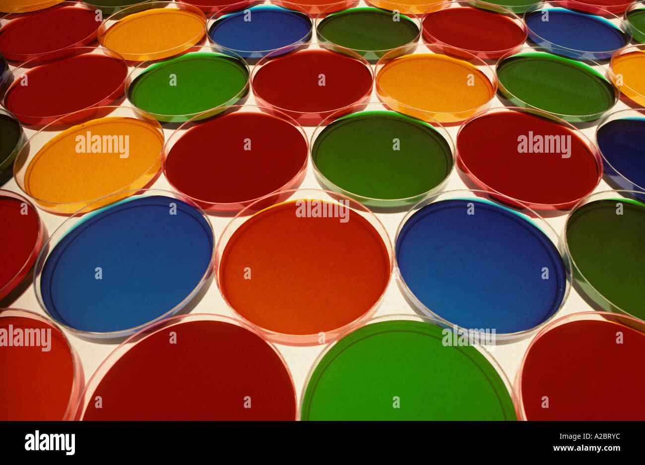 science lab petri dishes Stock Photo Alamy