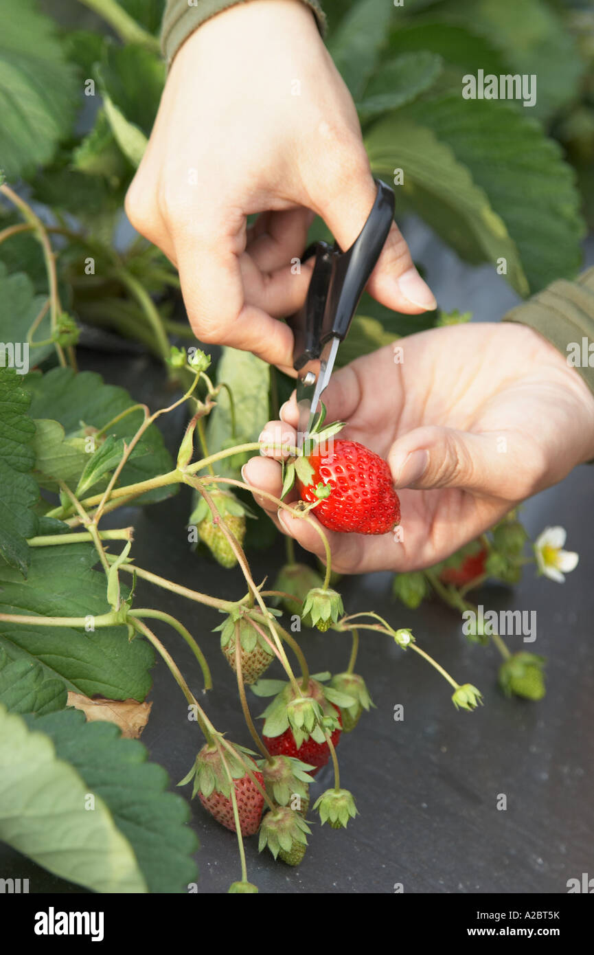 Close Up Of Woman Picking Strawberries Stock Photo - Alamy