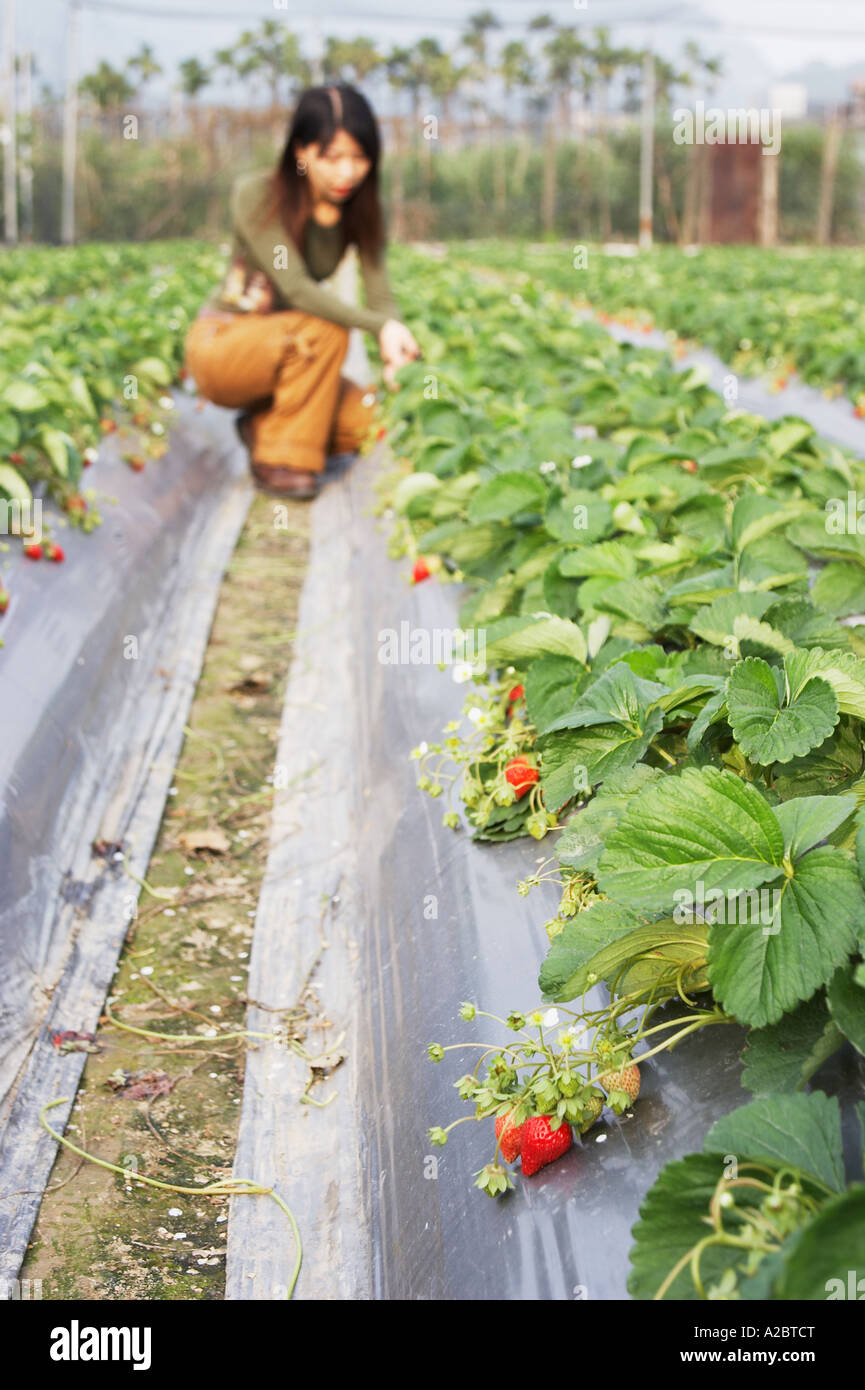 Republic Of China, Woman Picking Strawberries Stock Photo Alamy