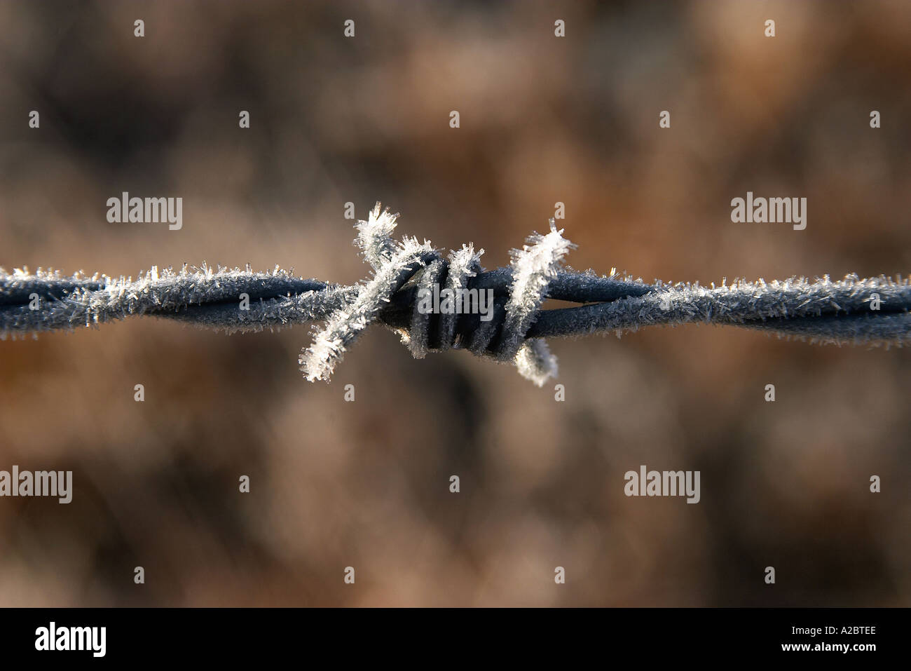Frosty Barbed Wire Twizel Mackenzie Country South Island New Zealand