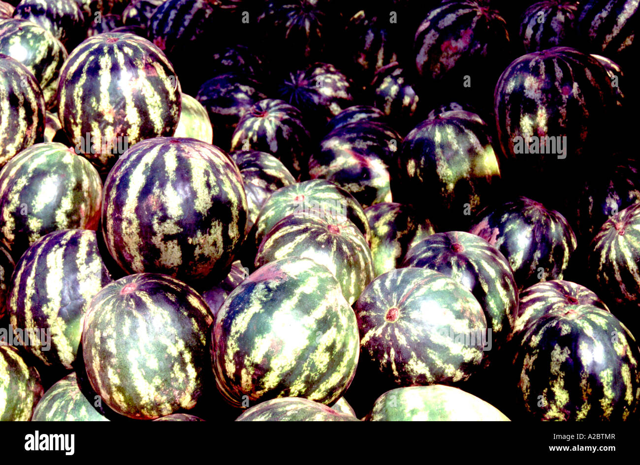 Melons on sale in Indian market Stock Photo Alamy