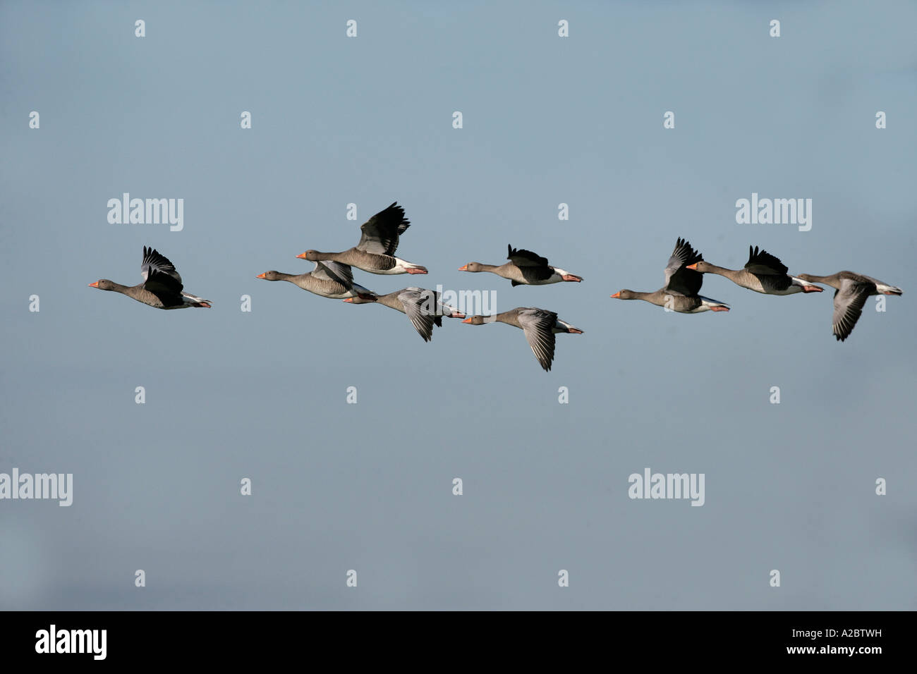 GREYLAG GOOSE Anser anser Gloucestershire UK Autumn Stock Photo