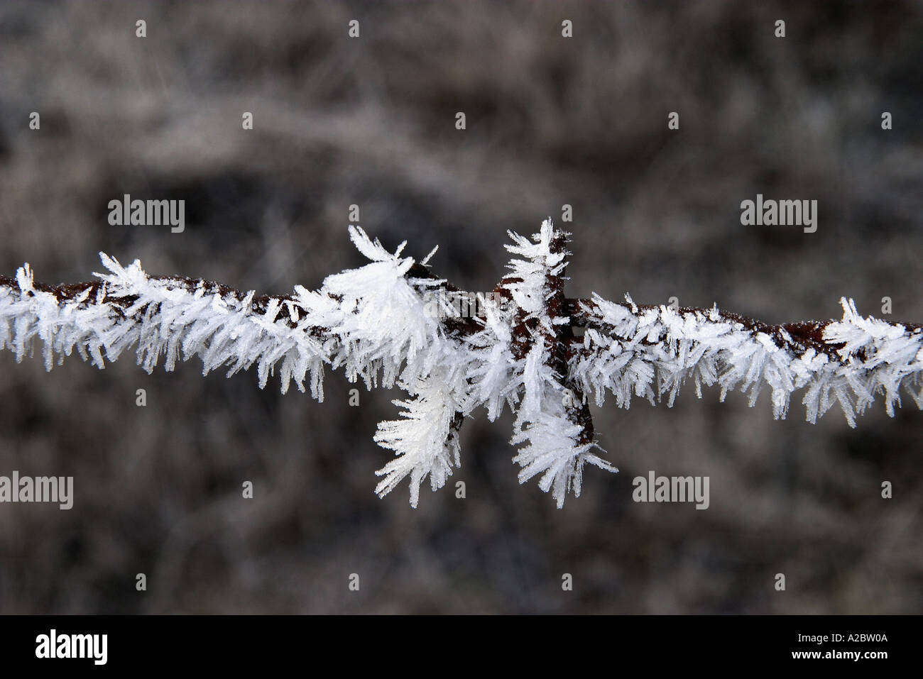 Frosty Barbed Wire Twizel Mackenzie Country South Island New Zealand