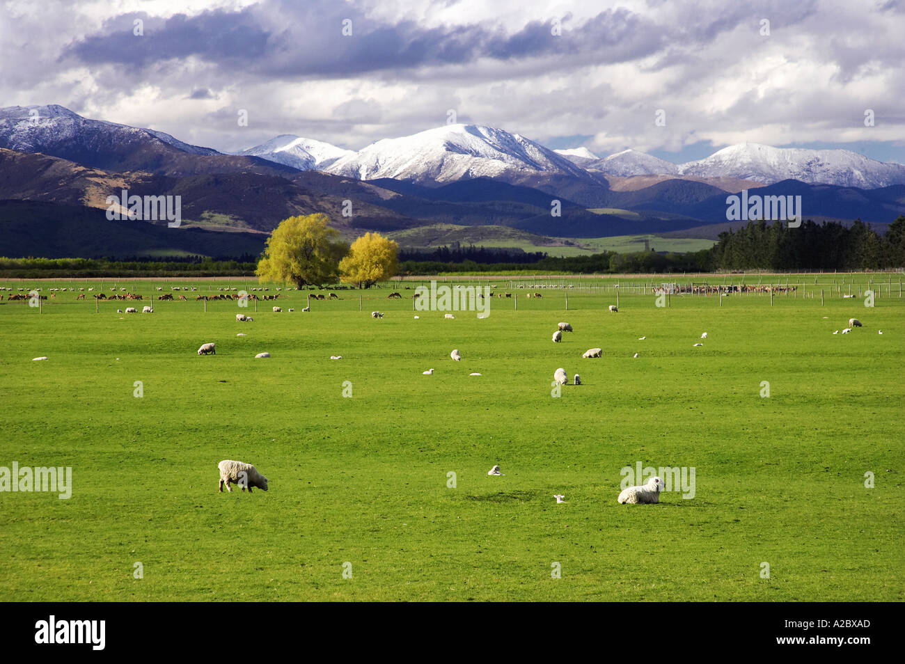 Farmland near Mossburn Southland South Island New Zealand Stock Photo