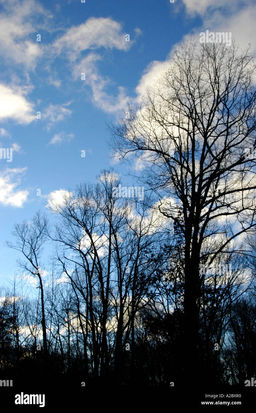 Against a cloudy sky trees hi-res stock photography and images - Alamy