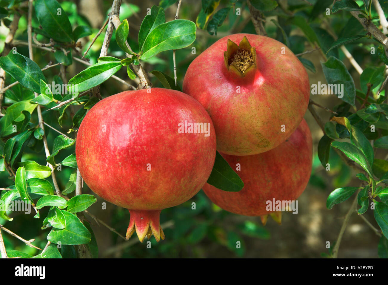 Philadelphia turkey hi-res stock photography and images - Alamy