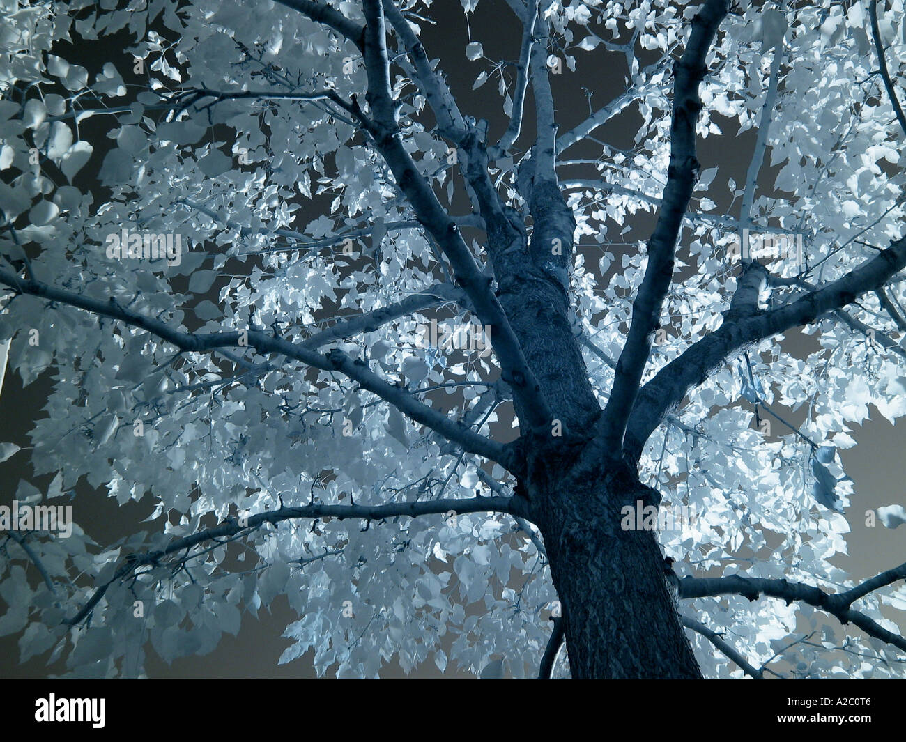 Tree taken in infrared Stock Photo