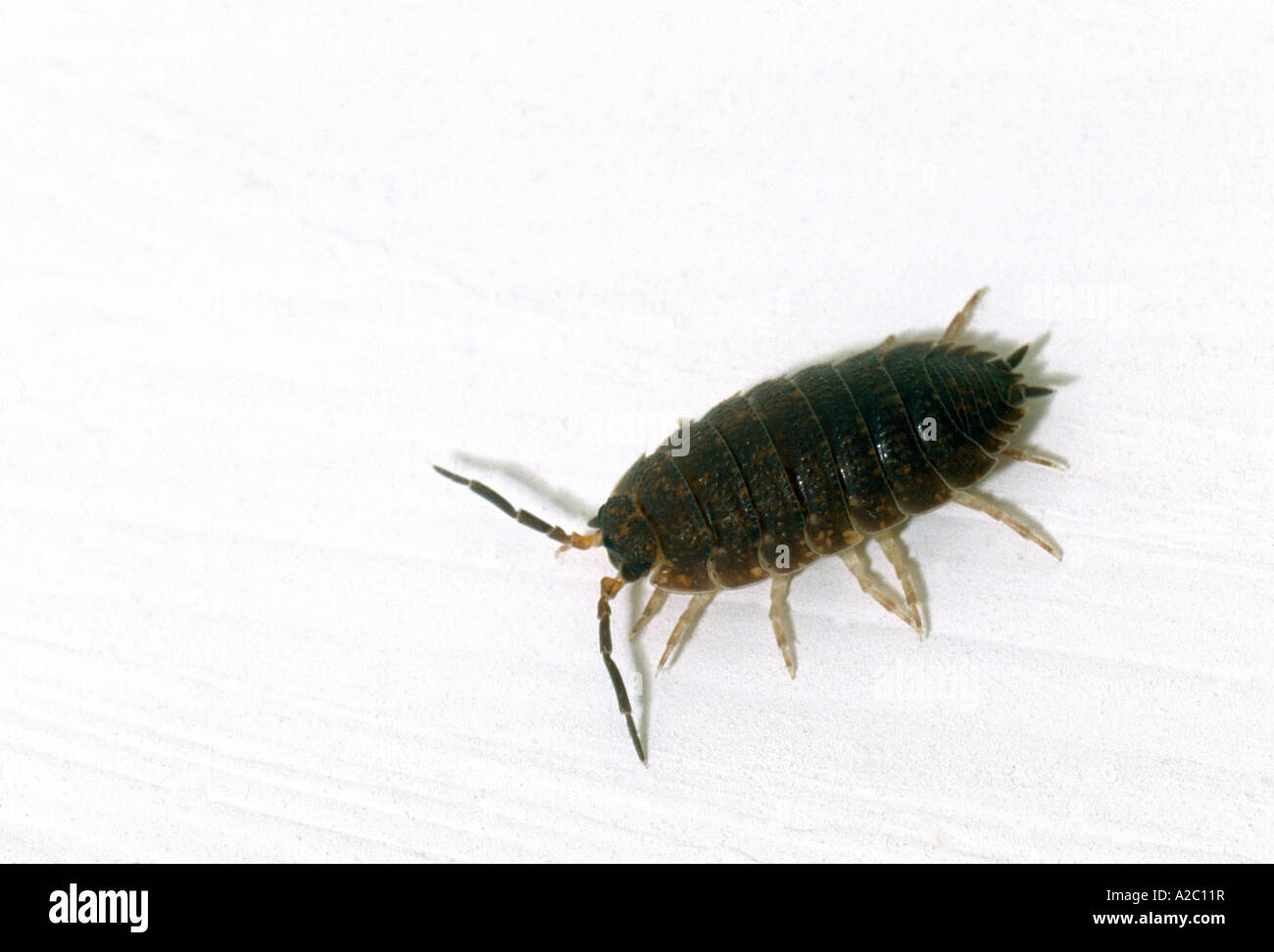 Cheesy bug Cut Out Stock Images & Pictures Alamy