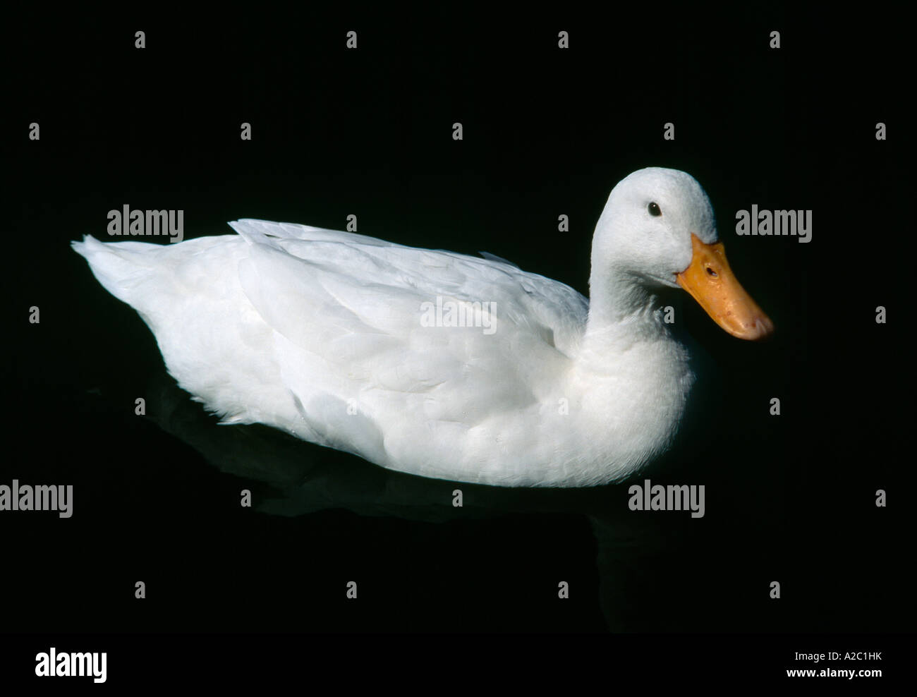 White Mallard Duck Lisbon Portugal Stock Photo