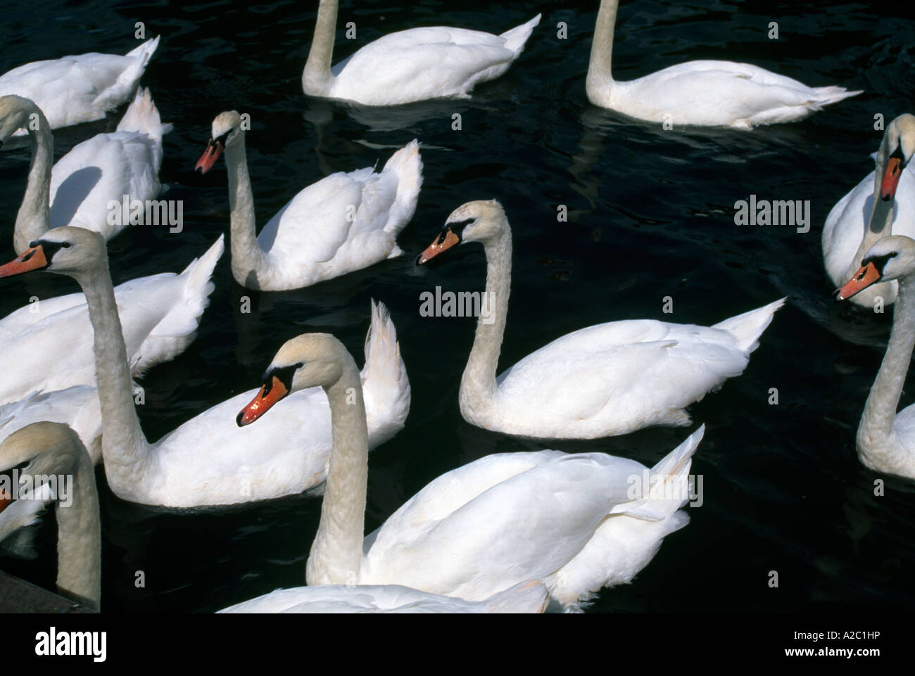 Mute Swans Stock Photo