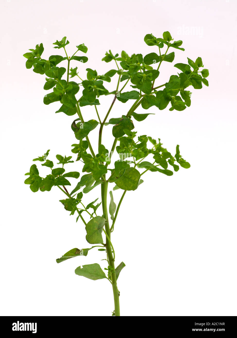 Sun spurge hires stock photography and images Alamy