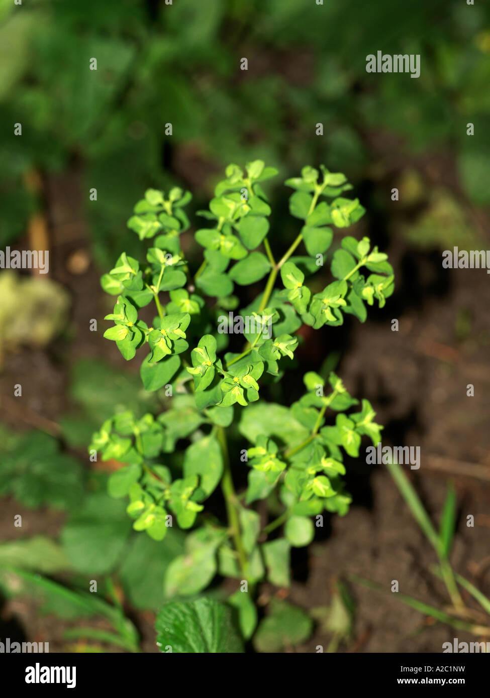 Sun Spurge Stock Photo Alamy