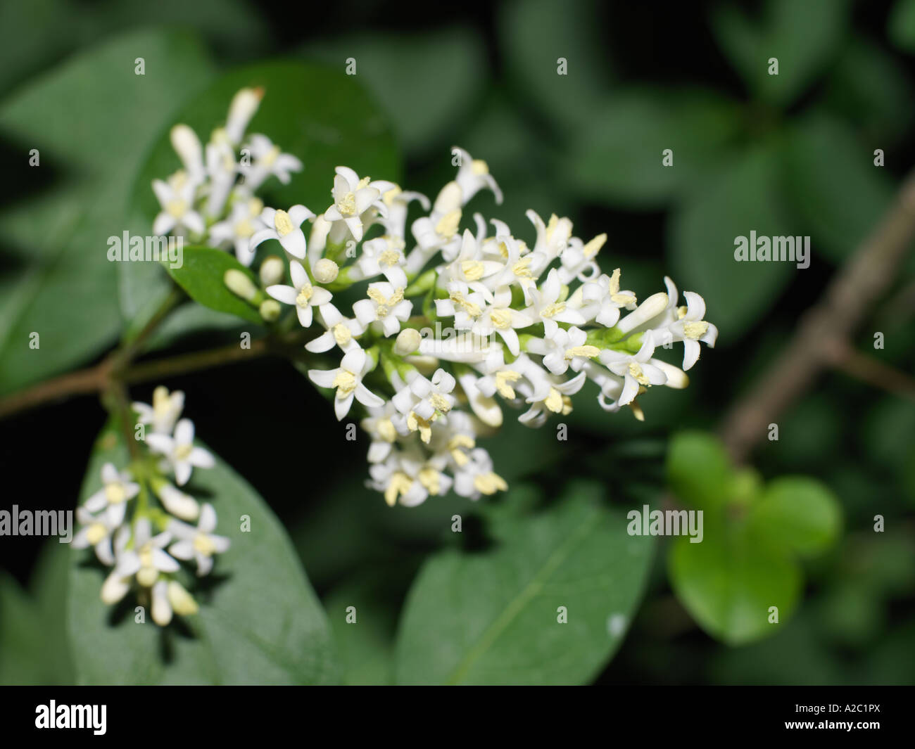 Privat Blossom Stock Photo