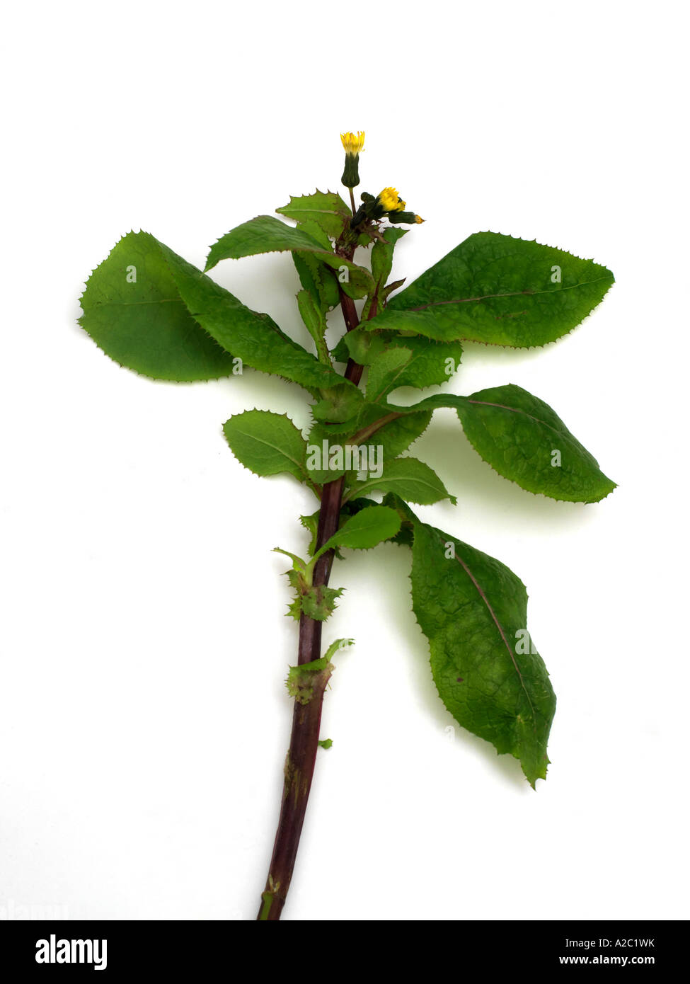 Sow Thistle Stock Photo