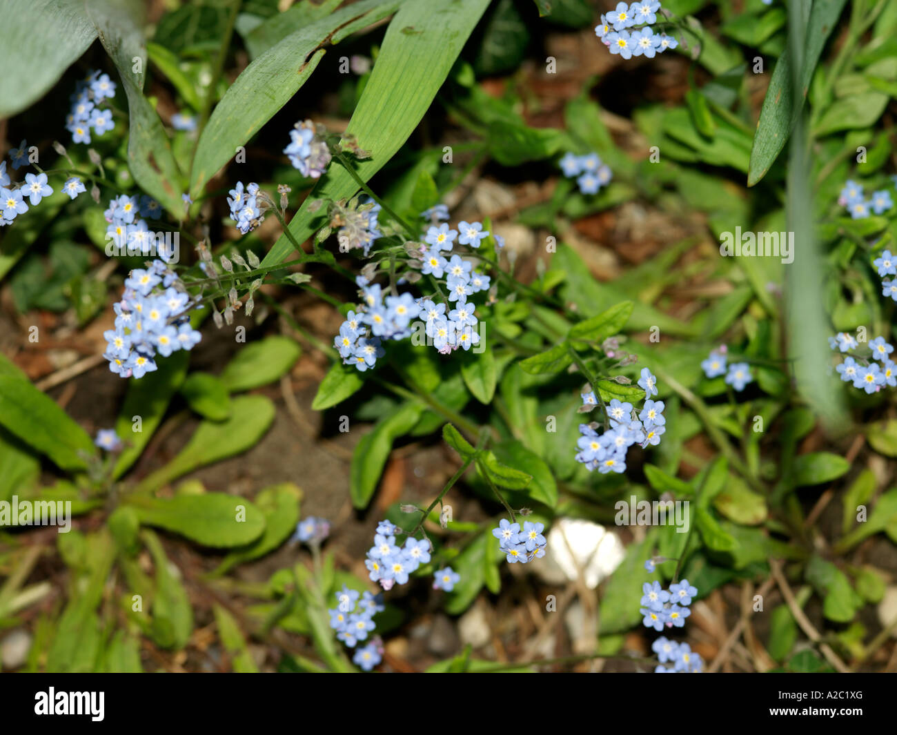 Forget me nots Stock Photo
