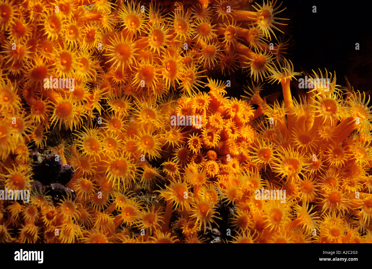 Sea Anemones - Brightly colored Yellow Encrusting Anemone (Parazoanthus axinellae). Stock Photo