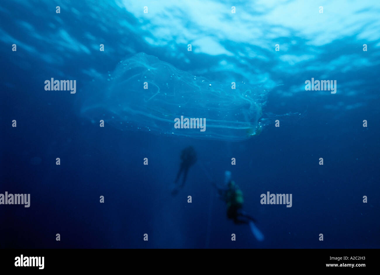 Plankton And Scuba Divers Stock Photo