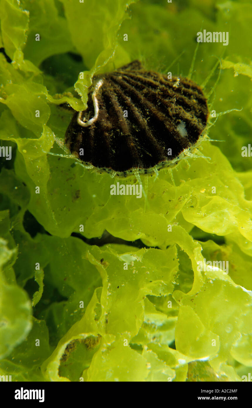 Scallop shell sitting on bright green seaweed. Stock Photo