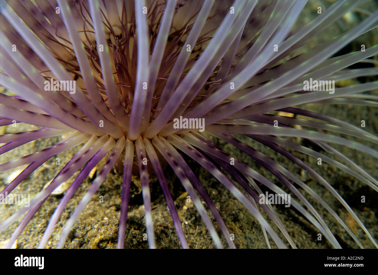 Sea anemona detail, Thau pond, France Stock Photo