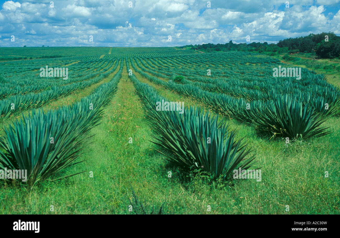 Sisal plantation - Stock Image - C026/2702 - Science Photo Library