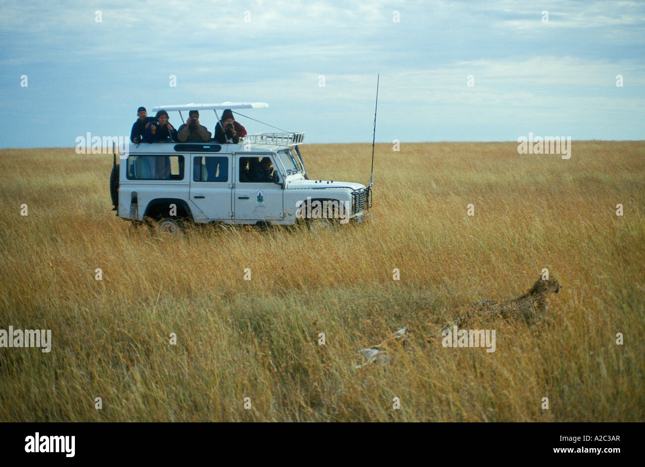Safari Jeep with tourists taking photopgraphs of a cheetah at Serengeti National Park in Tanzania in Africa Stock Photo