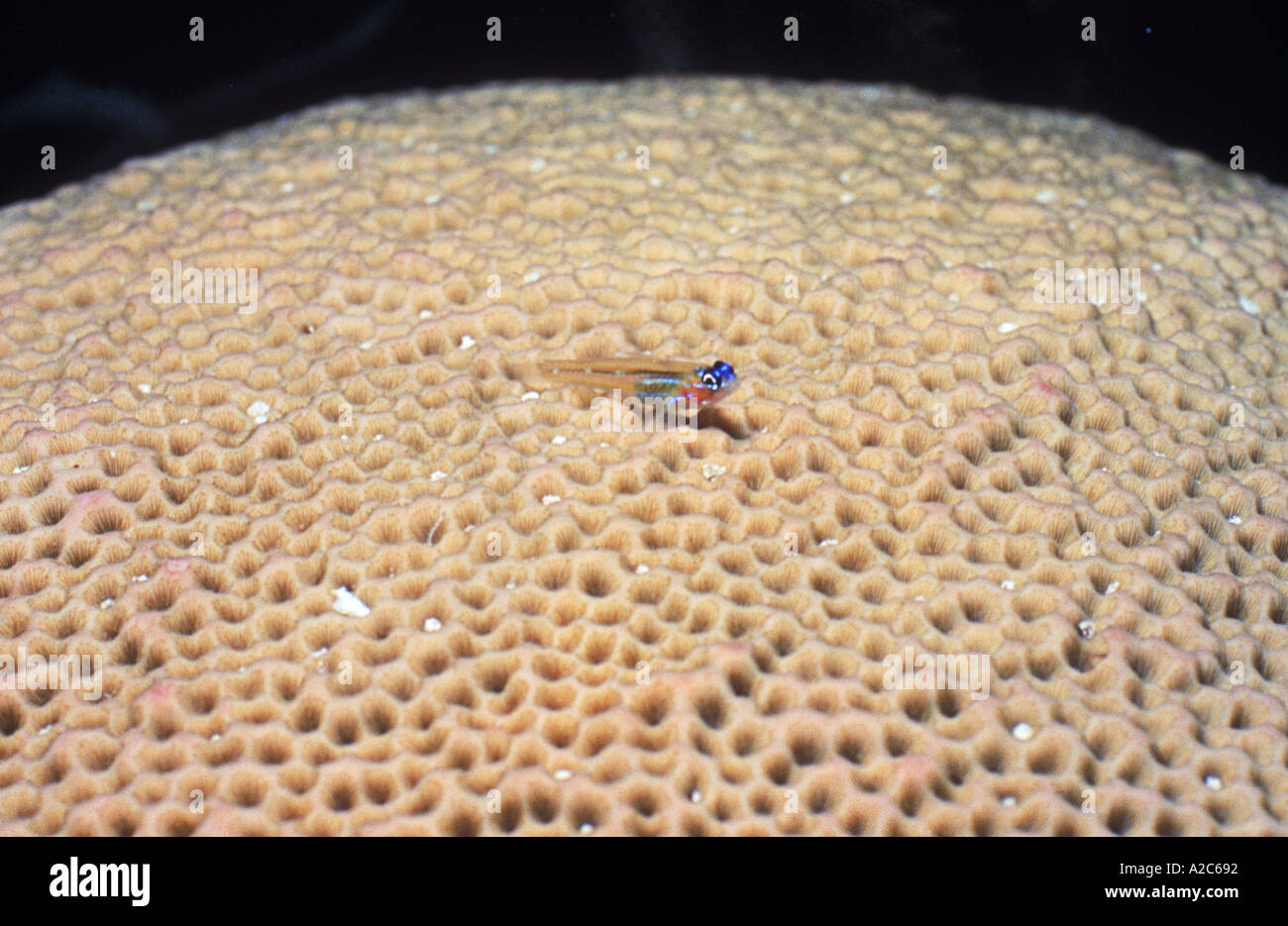A tiny Goby lies atop a large cluster of yellow Brain Coral Stock Photo