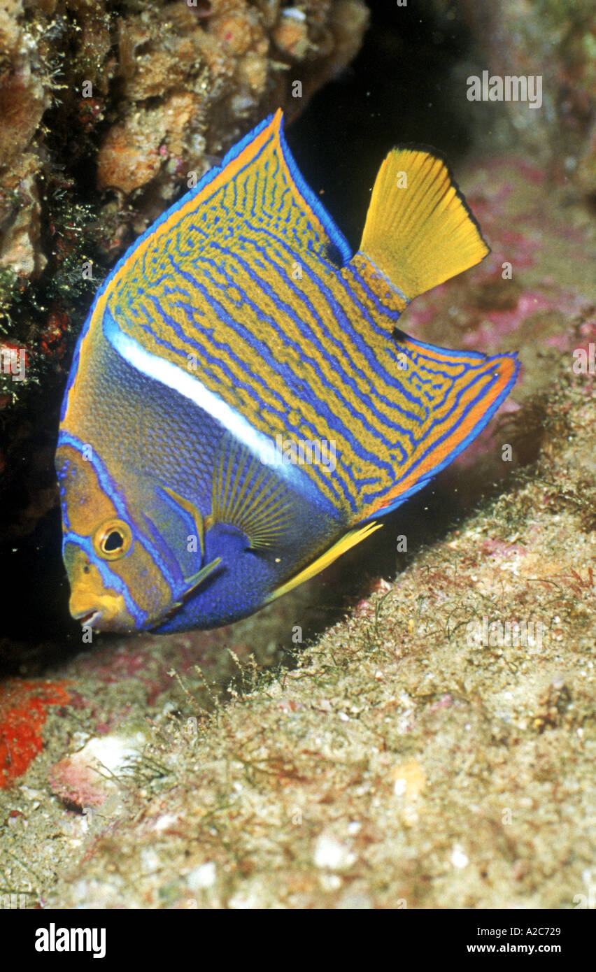 Underwater view of a juvenile King Angelfish Holacanthus passer Sea of Cortez Mexico Stock Photo