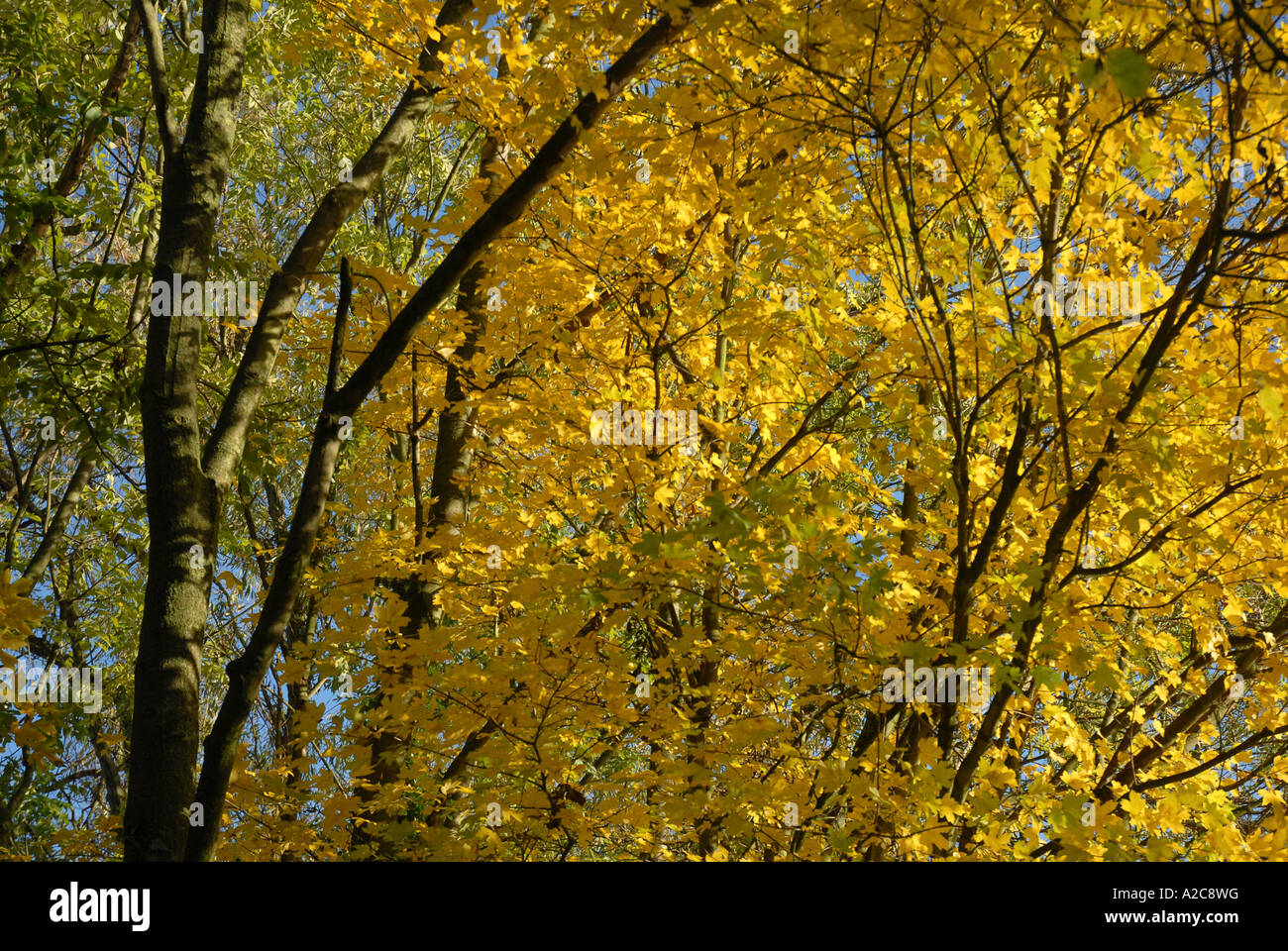 Autumnal leaves on trees in Redditch Worcestershire England Stock Photo