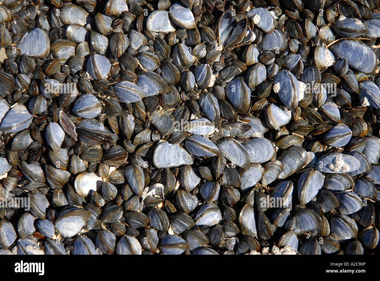 Cockles and Mussels exposed at low tide on Croyde beach North Devon