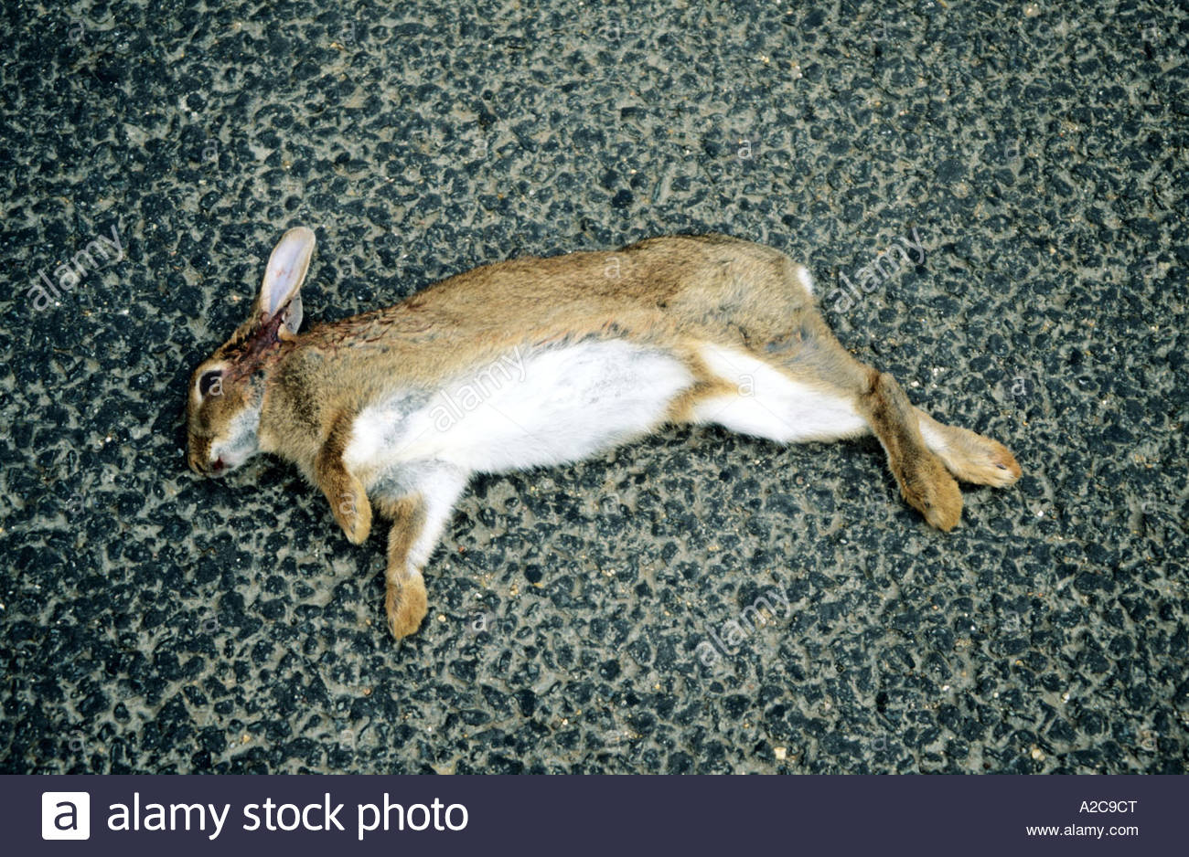 Road Kill Rabbit Dead High Resolution Stock Photography and Images Alamy