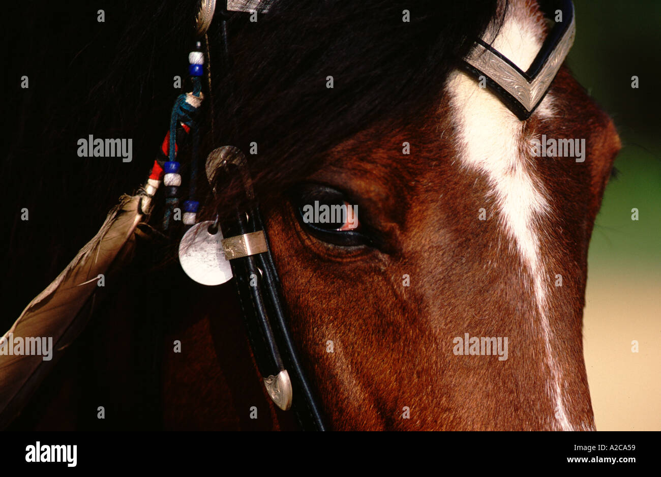 Polish Arabian Horse Stock Photo Alamy