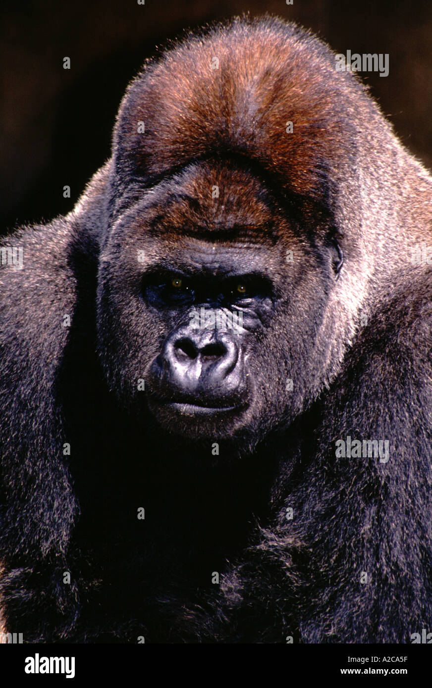 Western Lowland Gorilla Silverback Male Stock Photo