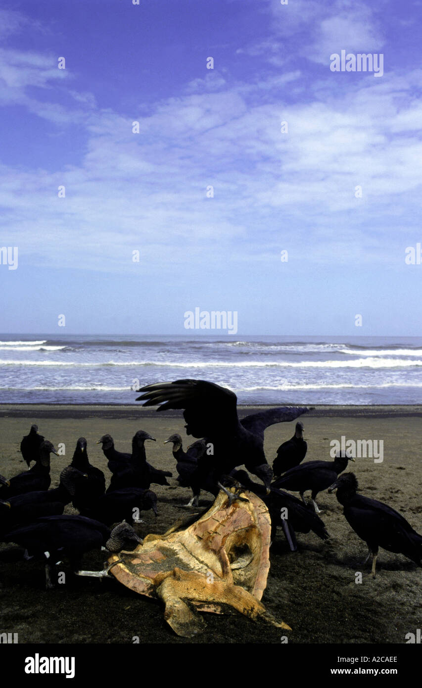 Black vultures (Zopilotes) eating a marine turtle corpse. Ostional beach. Costa Rica Stock Photo