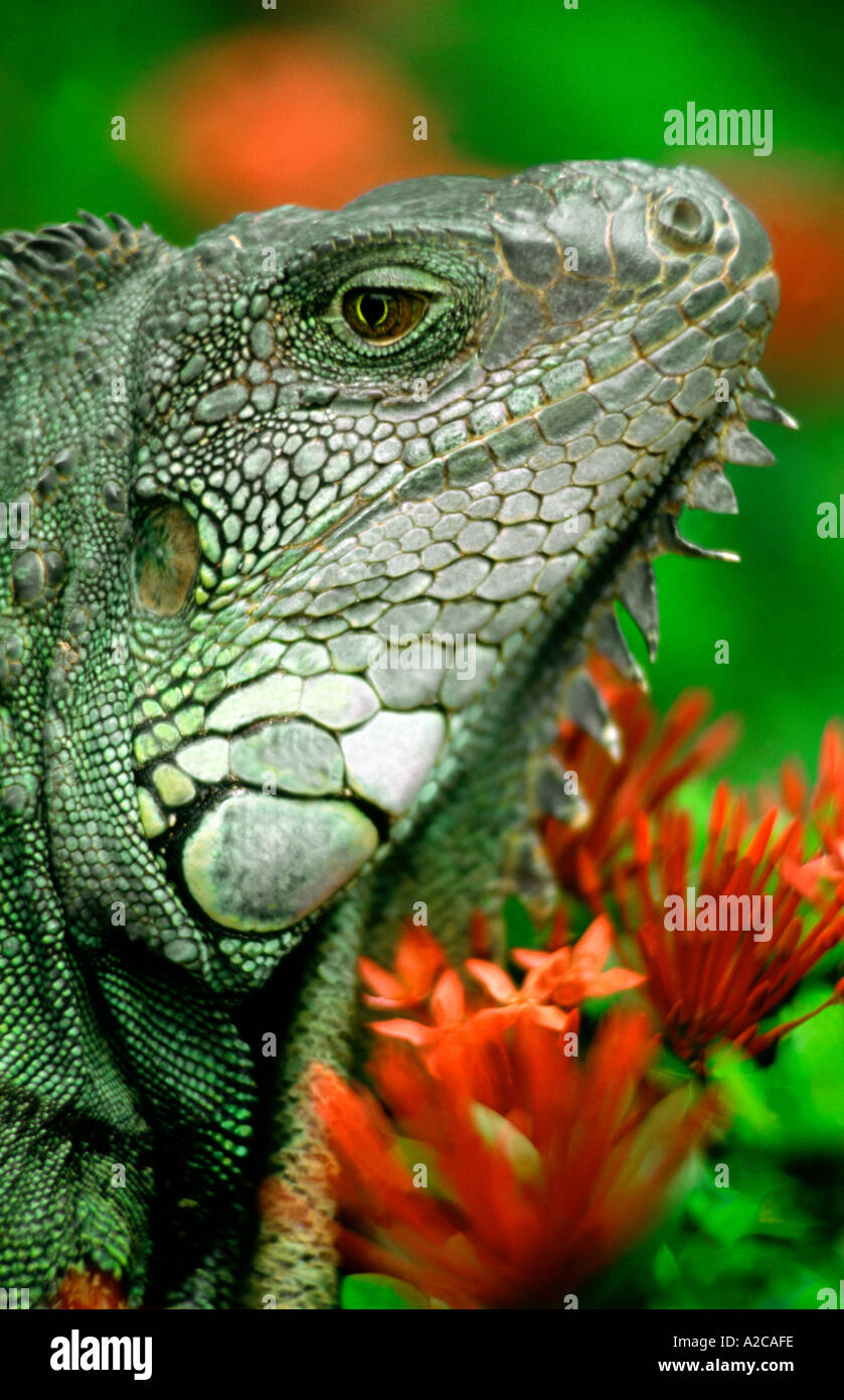 Green iguana(Iguana iguana). Guayaquil. Ecuador Stock Photo - Alamy