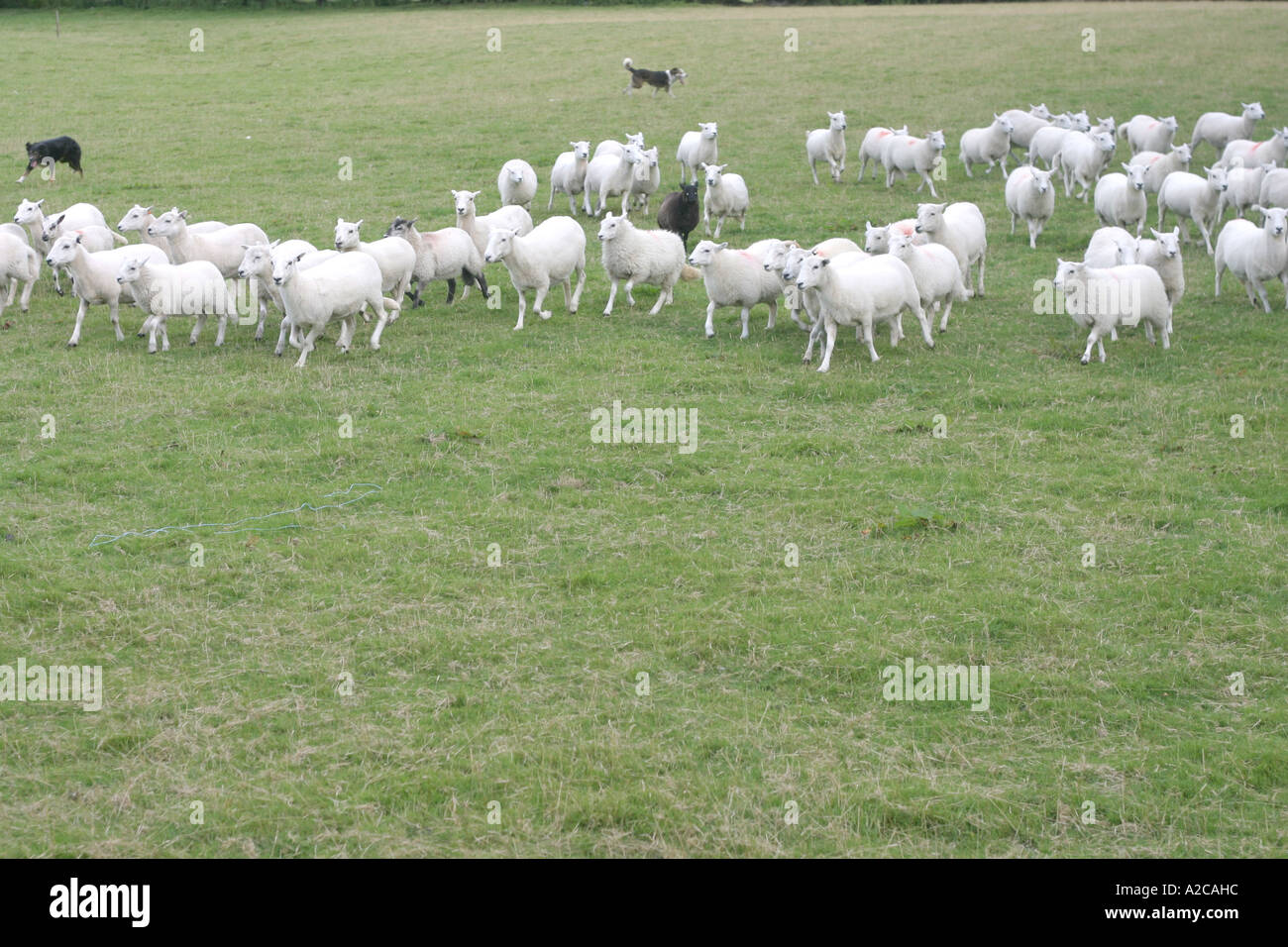 Rounding up the sheep Stock Photo