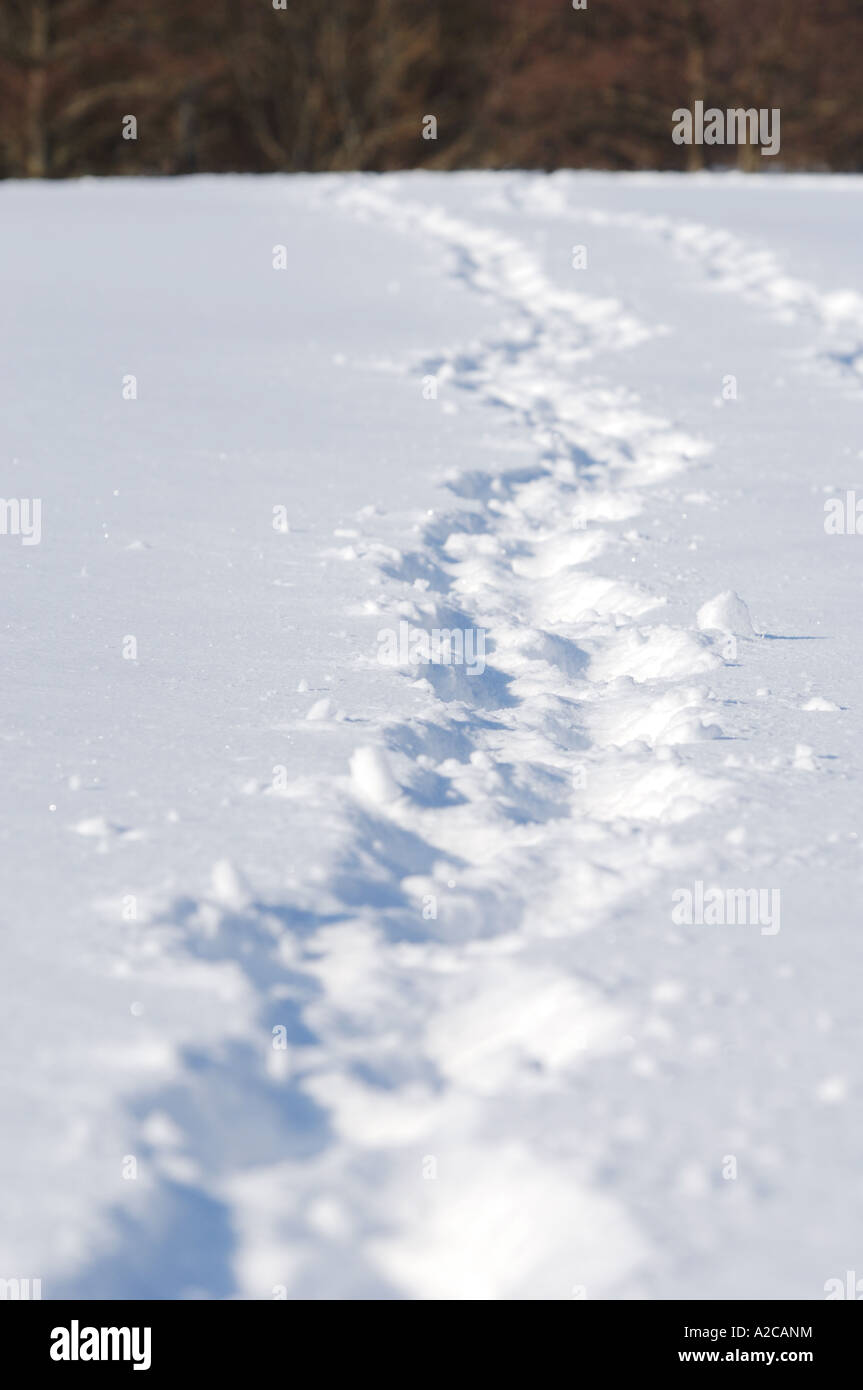 Animal tracks in the snow Stock Photo - Alamy