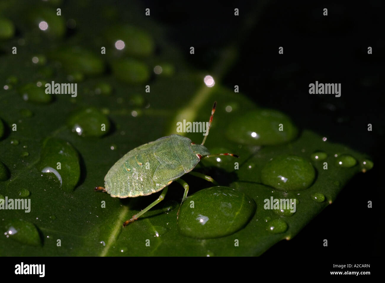 True Bug (green shieldbug) on leaf with water droplets Stock Photo