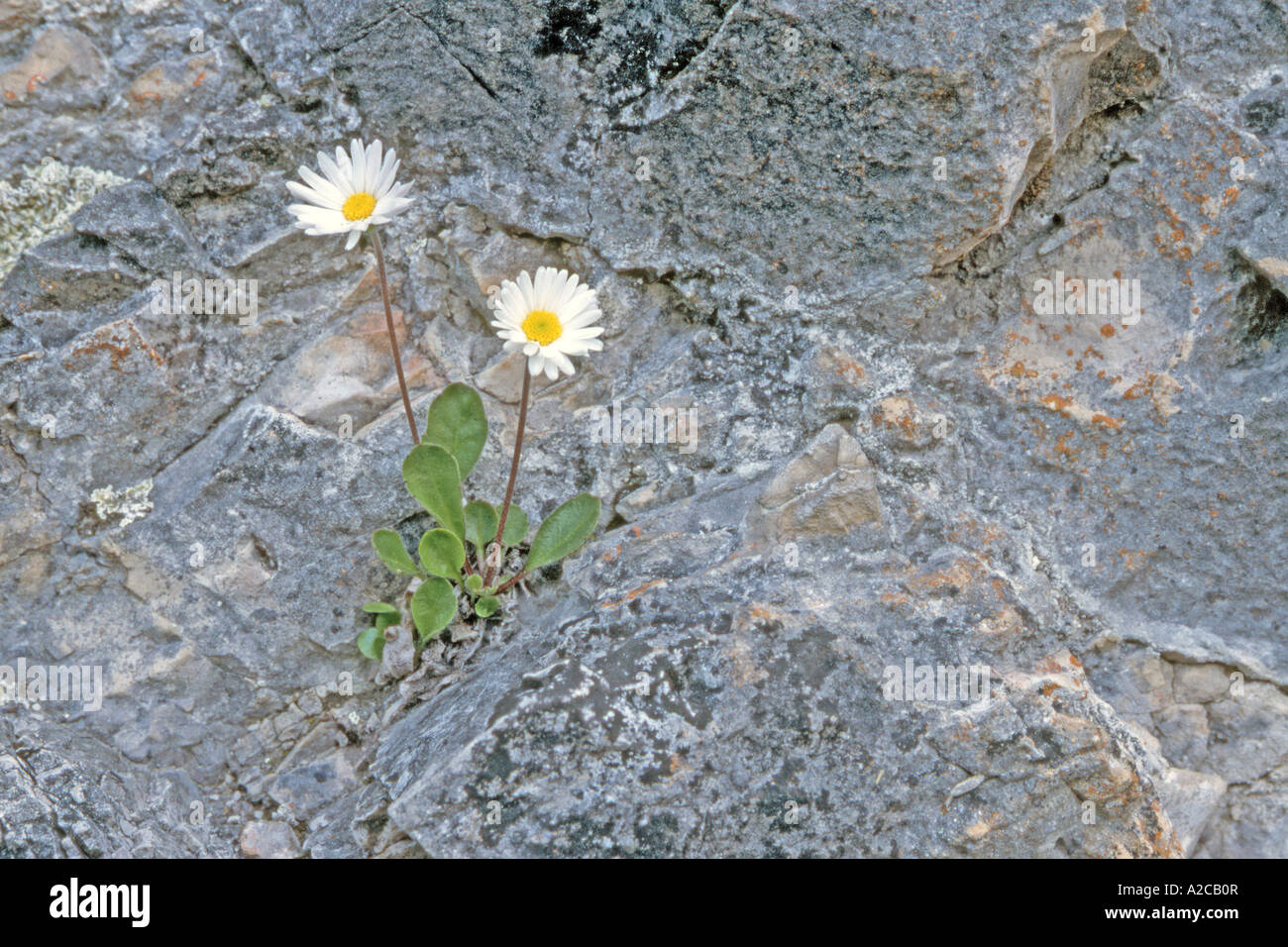 Daisy star Aster (Aster bellidiastrum) flowering in a small rock crevice Italy June Stock Photo