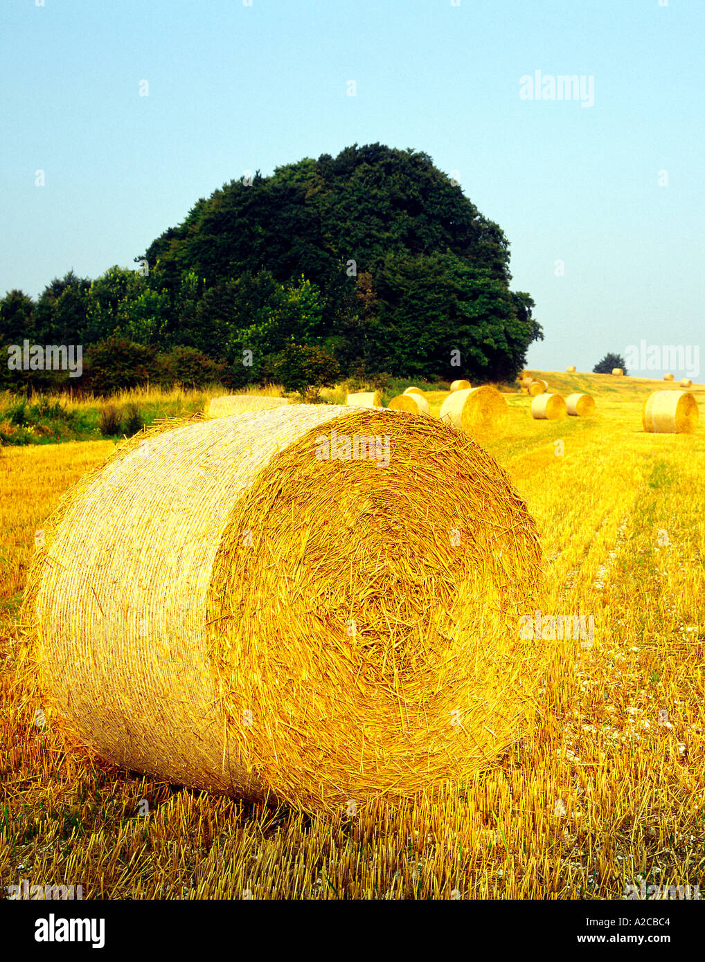 Summer Harvest Wiltshire UK Stock Photo Alamy