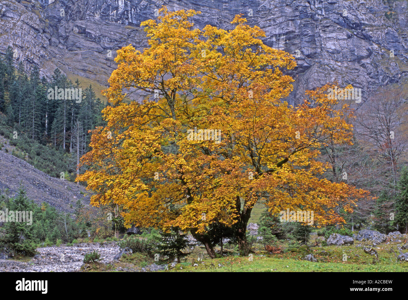 Sycamore (Acer pseudoplatanus) single tree in autumn colours in a valley Stock Photo