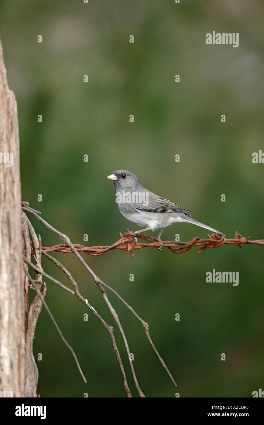 Junco snowbird hires stock photography and images Alamy