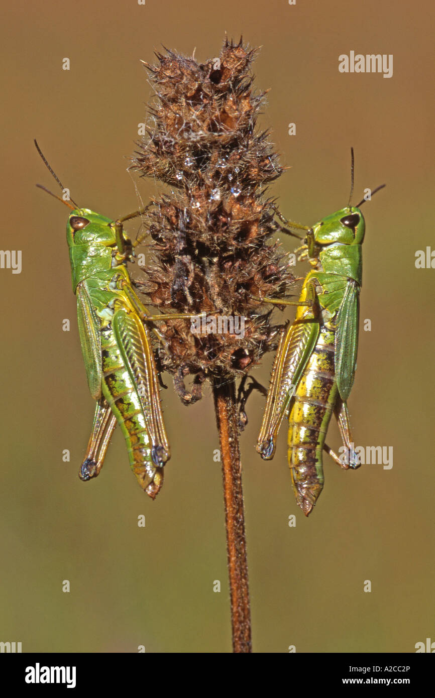 Common Meadow Grasshopper (Chorthippus parallelus) two individuals on stem Stock Photo