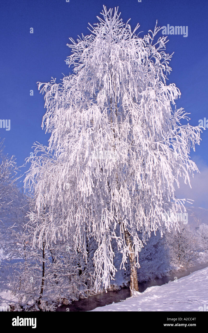 Silver Birch (Betula pendula, Betula verrucosa) tree covered in ...