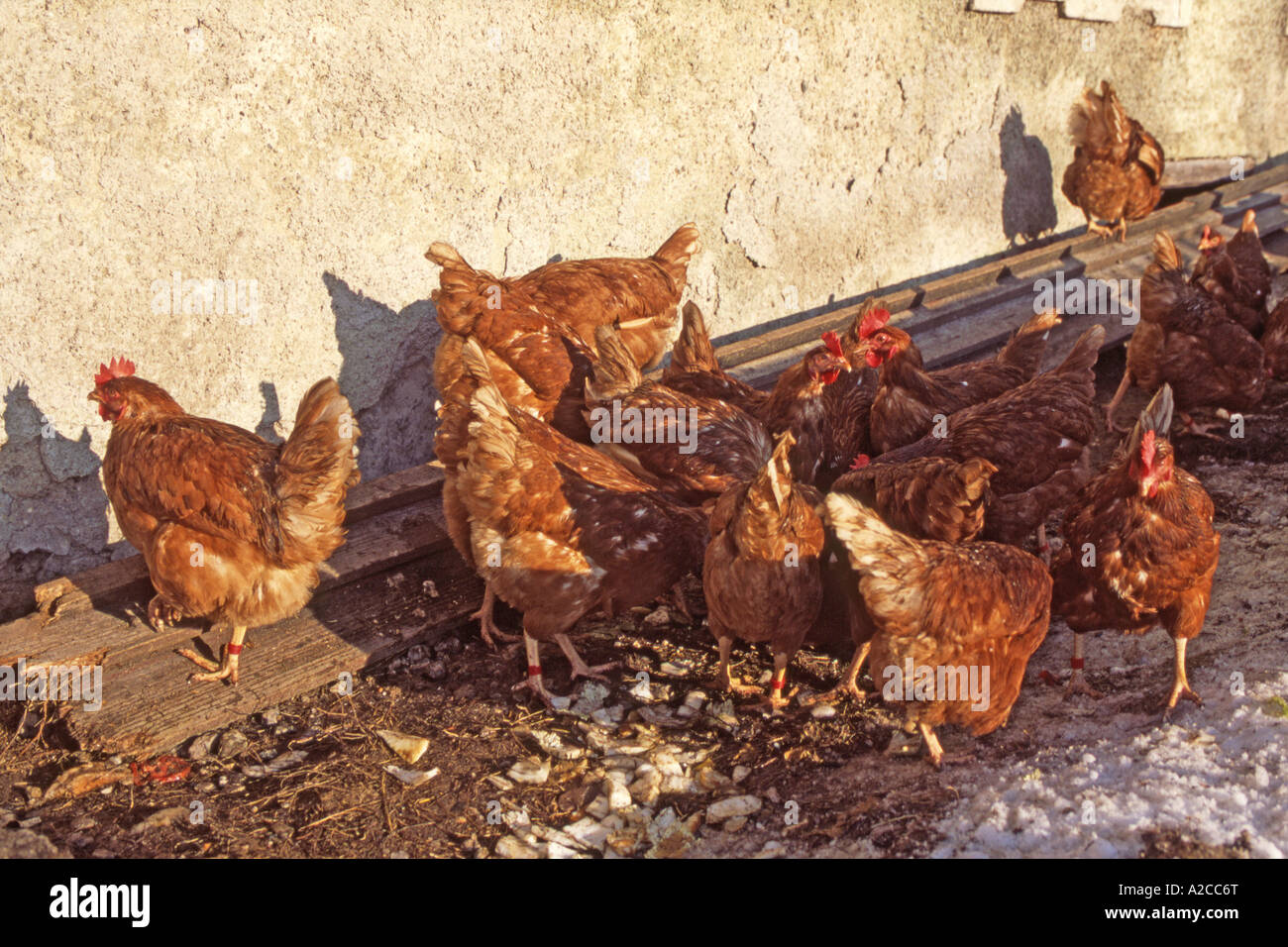 Domestic Chicken Gallus domesticus free ranging hens on a farm yard Austria March Stock Photo