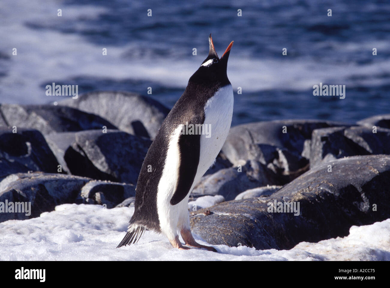 Gento penguin in Antarctica Stock Photo